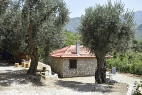 Hidden Olive Oasis